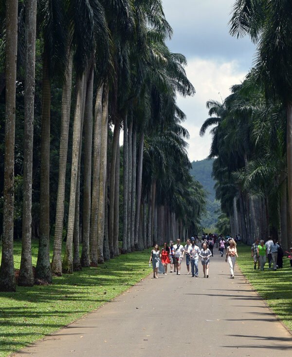 Tall Trees sides of the path