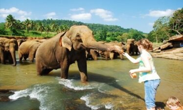 a Lady Feeding a Tamed Elephant