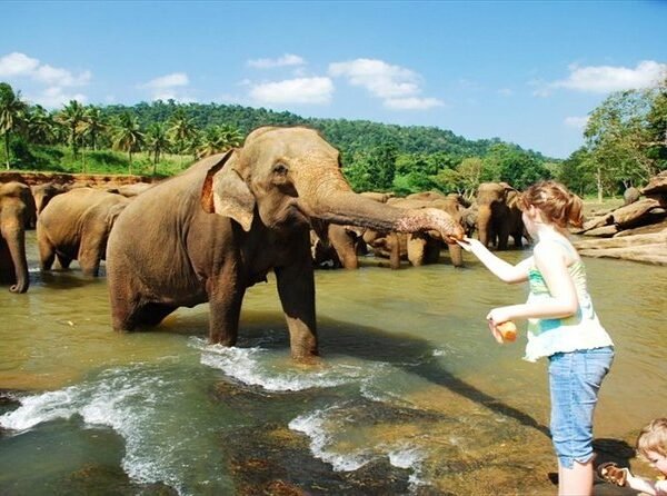 a Lady Feeding a Tamed Elephant