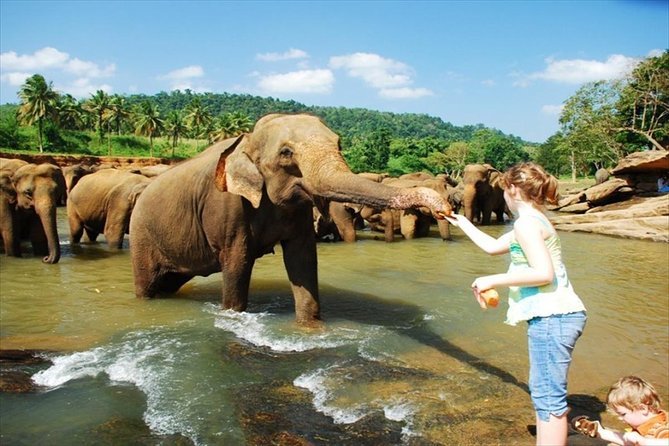 a Lady Feeding a Tamed Elephant